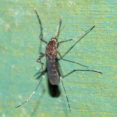 Aedes antipodeus