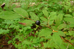 Vaccinium alaskaense