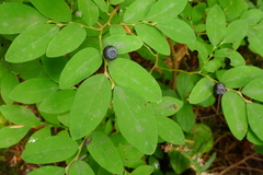 Vaccinium alaskaense