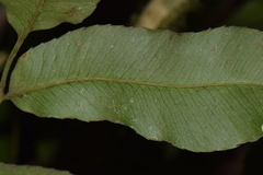 Phanerophlebia