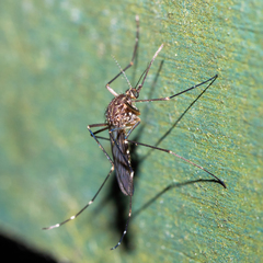 Aedes antipodeus