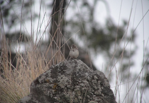 Sierra Madre Sparrow (Xenospiza baileyi), photo 10