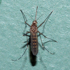 Aedes antipodeus