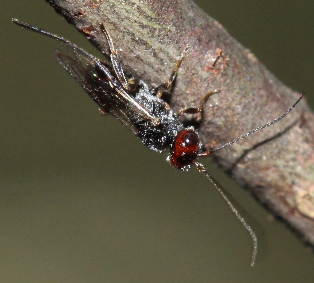 Cenocoeliinae