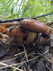 Tricholoma transmutans