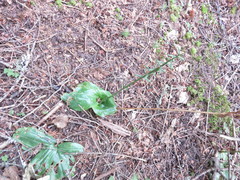 Platanthera orbiculata