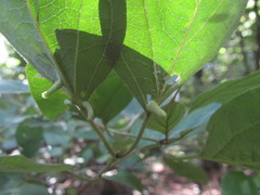 Craneiobia tuba