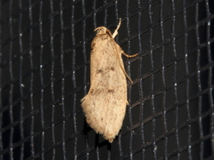 Syncometes vilis