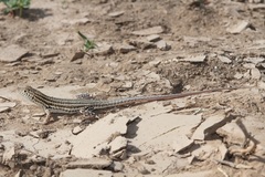 Acanthodactylus opheodurus