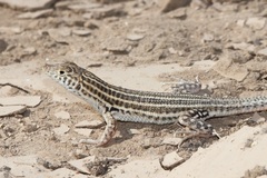 Acanthodactylus opheodurus
