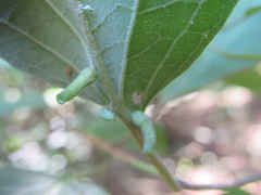 Craneiobia tuba