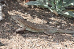 Acanthodactylus boskianus