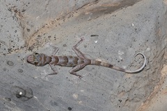 Asaccus platyrhynchus