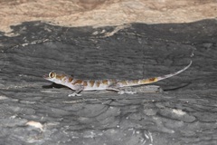 Asaccus platyrhynchus