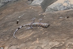Asaccus platyrhynchus