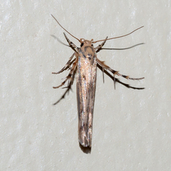 Stathmopoda plumbiflua