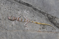Asaccus platyrhynchus