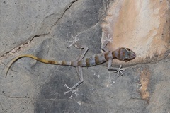 Asaccus platyrhynchus