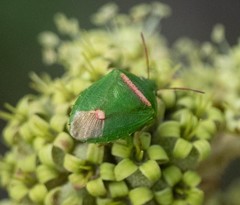 Ocirrhoe unimaculata