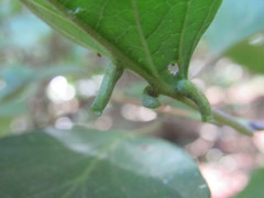 Craneiobia tuba
