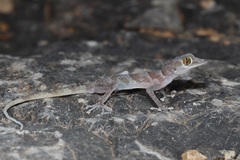 Asaccus platyrhynchus
