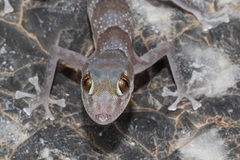 Asaccus platyrhynchus