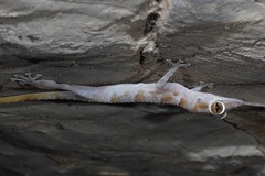 Asaccus platyrhynchus