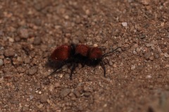 Pseudomethoca anthracina