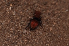 Pseudomethoca anthracina