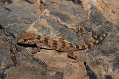 Trachydactylus hajarensis