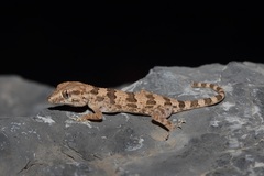 Trachydactylus hajarensis