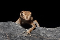 Trachydactylus hajarensis