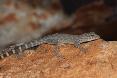 Pristurus celerrimus