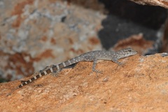 Pristurus celerrimus