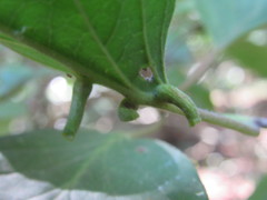 Craneiobia tuba