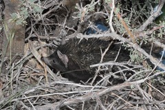 Paraechinus hypomelas