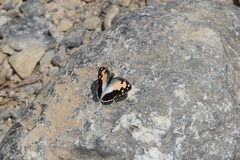 Colotis phisadia
