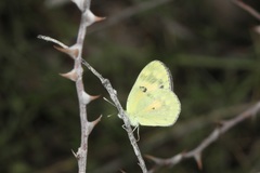 Colotis