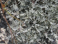 Artemisia hololeuca