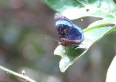 Mesosemia hypermegala