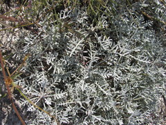 Artemisia hololeuca