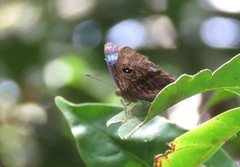 Mesosemia hypermegala