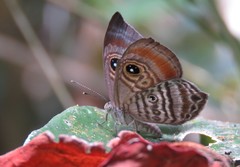 Mesosemia hypermegala