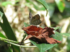 Mesosemia hypermegala