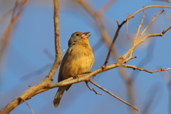Passerina rositae