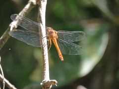 Rhodopygia hinei