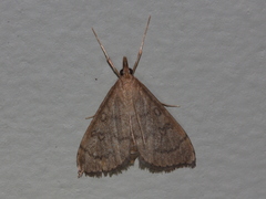 Metasia dicealis