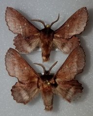 Phyllodesma occidentis