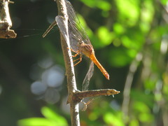 Rhodopygia hinei