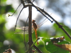 Rhodopygia hinei